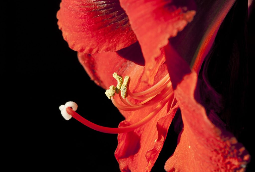 Einzelausstellung Sprache der Blumen Berit Neß: Selam, 2013